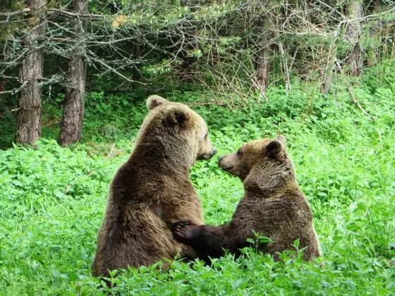 Еднодневна екскурзия до Парка за танцуващите мечки в Бели...