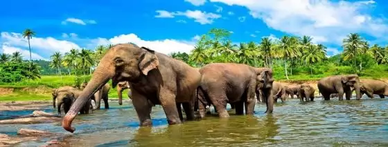 Екскурзия Шри Ланка – островът на подправките