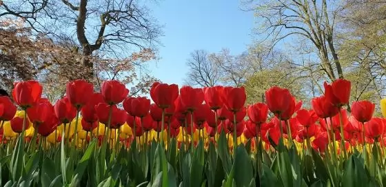 Цветна пролет в Амстердам (20.04-23.04.24)